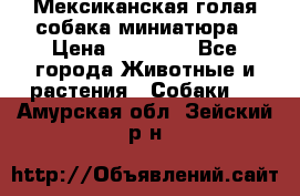 Мексиканская голая собака миниатюра › Цена ­ 53 000 - Все города Животные и растения » Собаки   . Амурская обл.,Зейский р-н